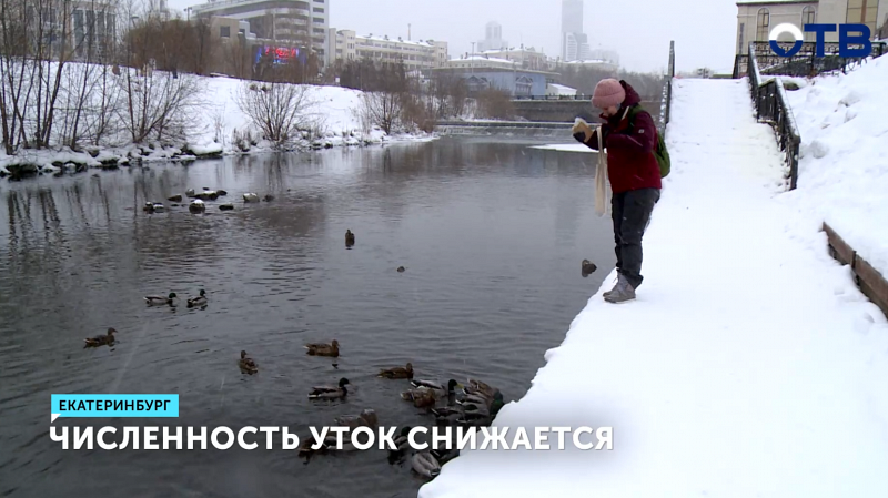 Численность уток в Екатеринбурге за два года сократилась почти вдвое