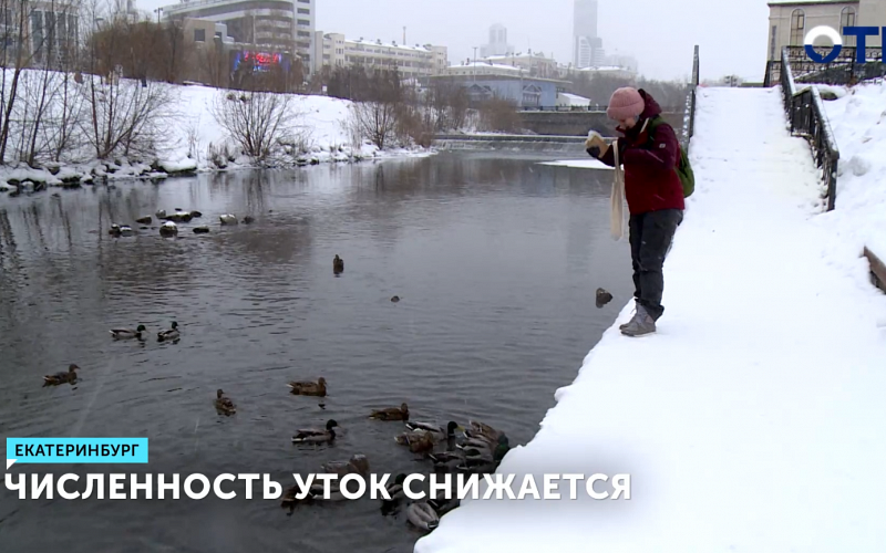 Численность уток в Екатеринбурге за два года сократилась почти вдвое