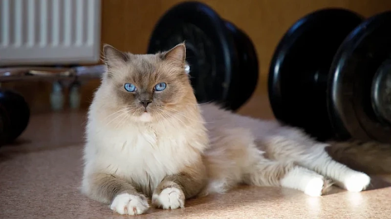 Почему нельзя будить кошек, когда они дергаются во сне