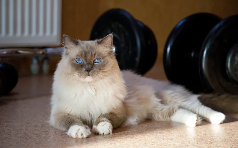 Почему нельзя будить кошек, когда они дергаются во сне