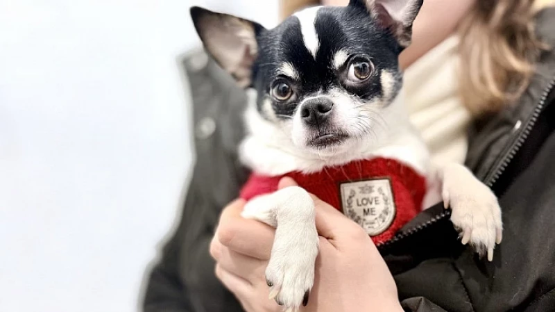 Ветеринар рассказала, как гулять с питомцами в сильный мороз