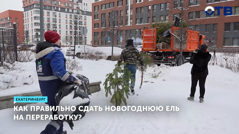 Коммунальщики Свердловской области начали вывоз и переработку 13 тысяч новогодних елей