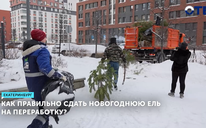 Коммунальщики Свердловской области начали вывоз и переработку 13 тысяч новогодних елей