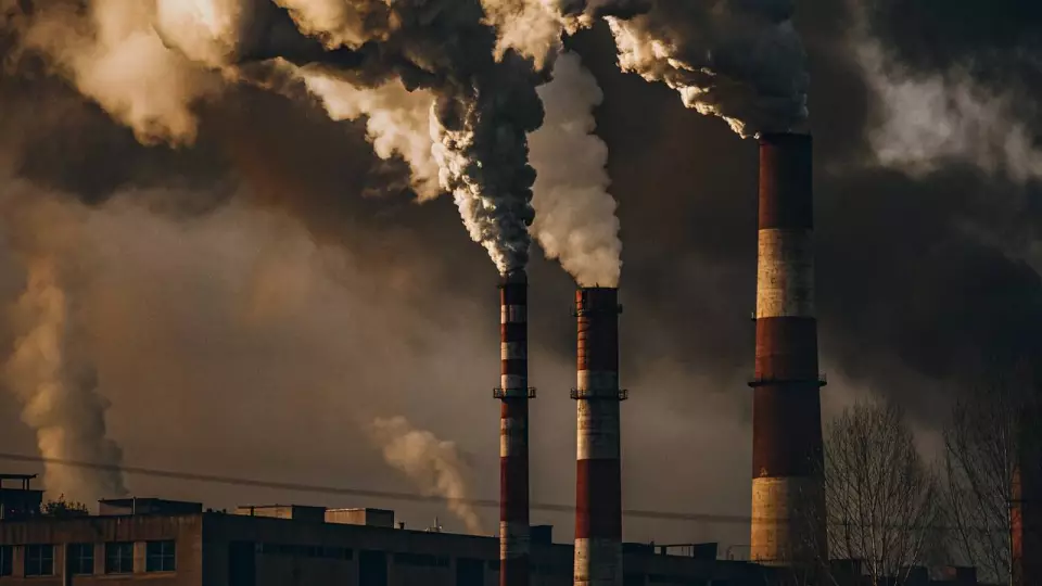 В Кемерове компанию по кремации животных привлекли к ответственности за нарушения