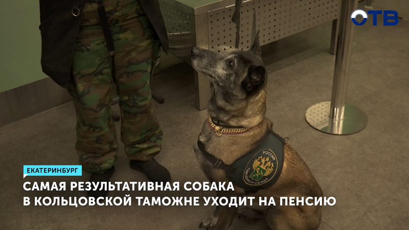 Бельгийская овчарка Норвегия завершила службу в Кольцовской таможне после 10 лет работы