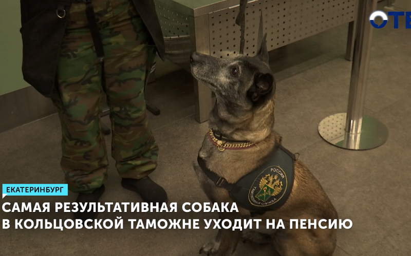 Бельгийская овчарка Норвегия завершила службу в Кольцовской таможне после 10 лет работы