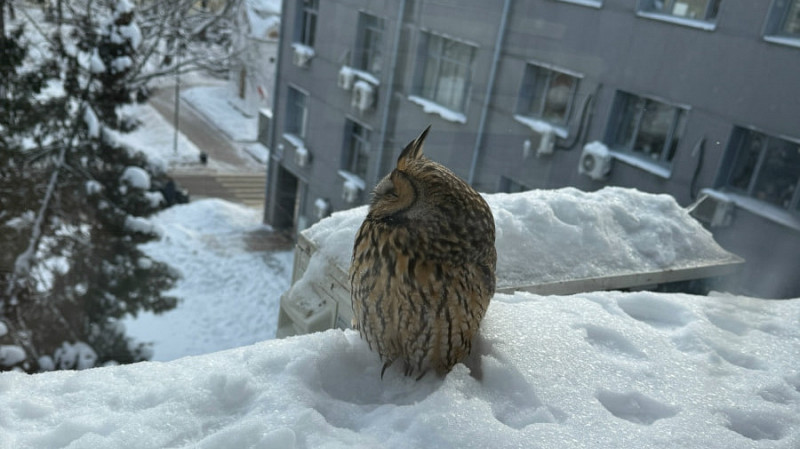 Ушастую сову спасли в нижегородском Кремле