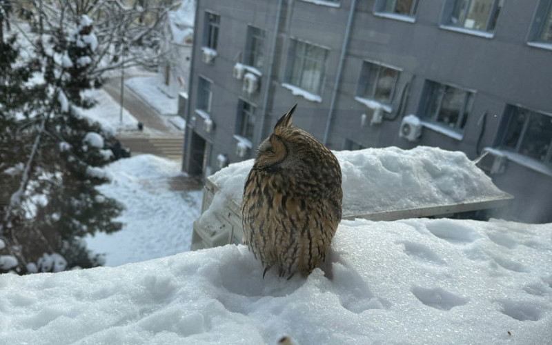 Ушастую сову спасли в нижегородском Кремле