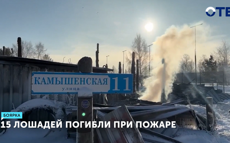 Пожар в конюшне деревни Боярка унес жизни 15 лошадей и травмировал мужчину