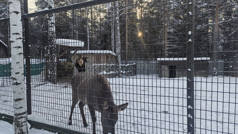 Животные неправильно содержались в контактном зоопарке Первоуральска