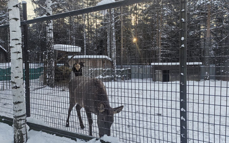 Животные неправильно содержались в контактном зоопарке Первоуральска
