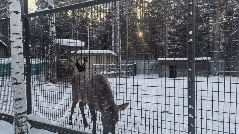 Животные неправильно содержались в контактном зоопарке Первоуральска