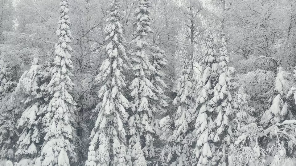 30 января – День Антона Перезимника: что нельзя делать по народным поверьям