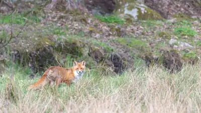 Звери всё чаще выходят к людям: что делать при встрече с диким животным
