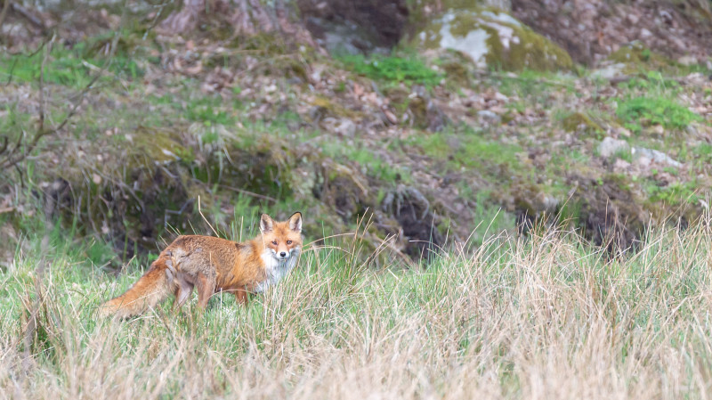 Не гладьте и не кормите: чёткий алгоритм действий при встрече с диким животным в городе