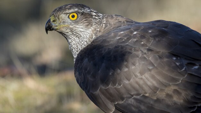 Редкую самку орлана из Хабаровска отправили «под венец» в Екатеринбург