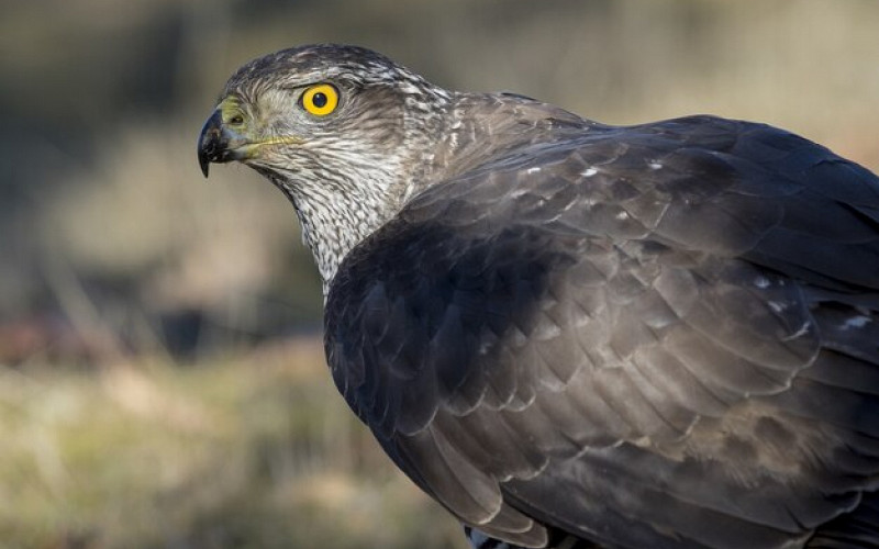 Редкую самку орлана из Хабаровска отправили «под венец» в Екатеринбург