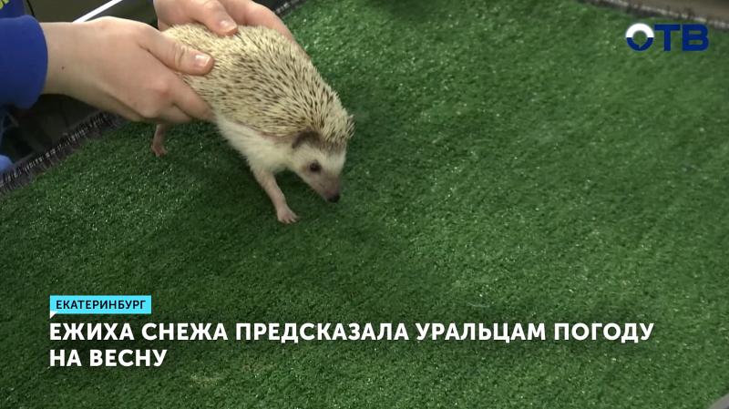 Ежиха Снежа предсказала, какая погода ждёт уральцев этой весной