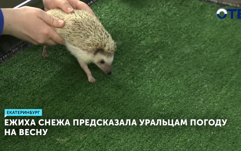 Ежиха Снежа предсказала, какая погода ждёт уральцев этой весной