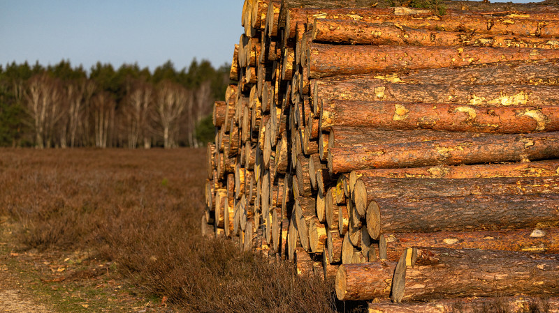 Из Свердловской области за январь экспортировали 28 тысяч кубометров леса