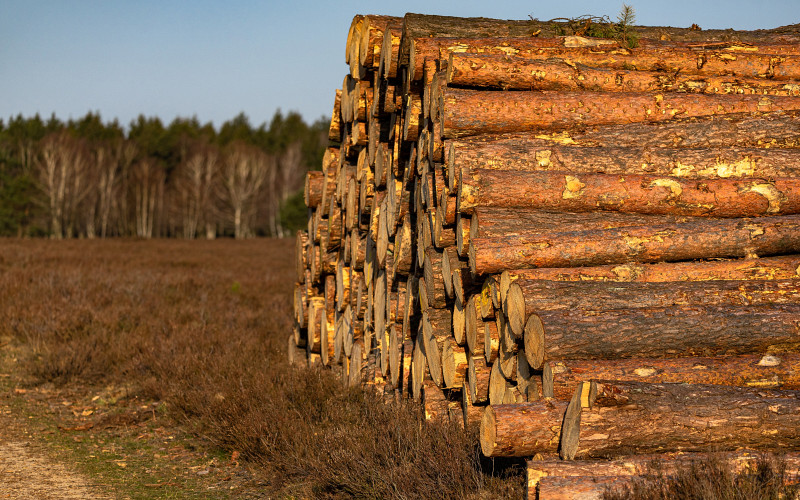 Из Свердловской области за январь экспортировали 28 тысяч кубометров леса