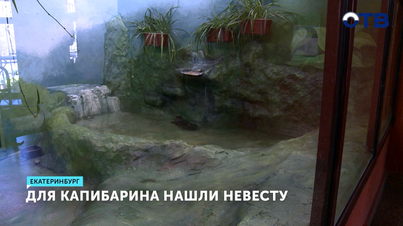 Для капибары в Екатеринбургском зоопарке нашли невесту