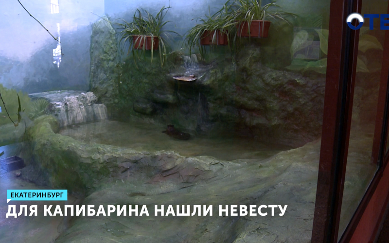 Для капибары в Екатеринбургском зоопарке нашли невесту