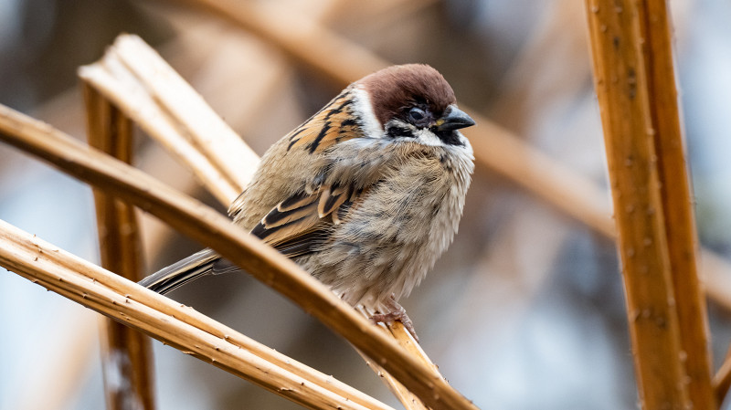 Всероссийская перепись воробьёв пройдёт 7 февраля
