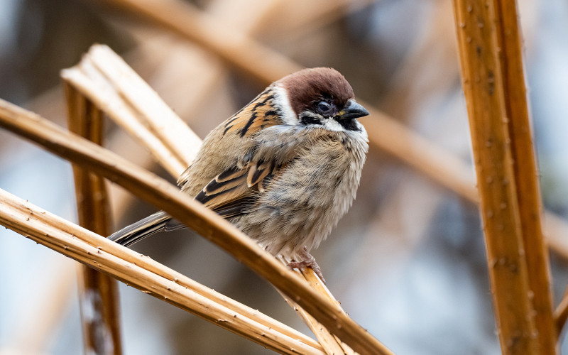Всероссийская перепись воробьёв пройдёт 7 февраля
