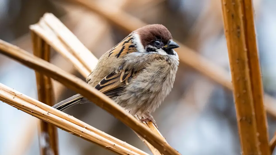 Всероссийская перепись воробьёв пройдёт 7 февраля