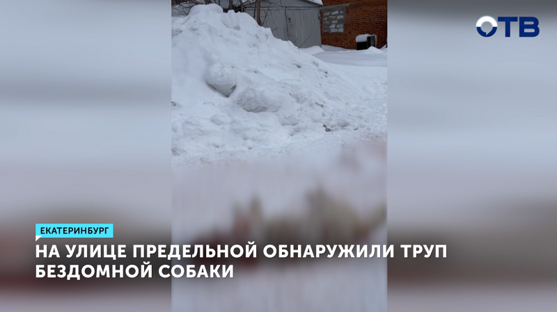 Зоозащитники сообщили о жестоком убийстве собаки в Совхозном