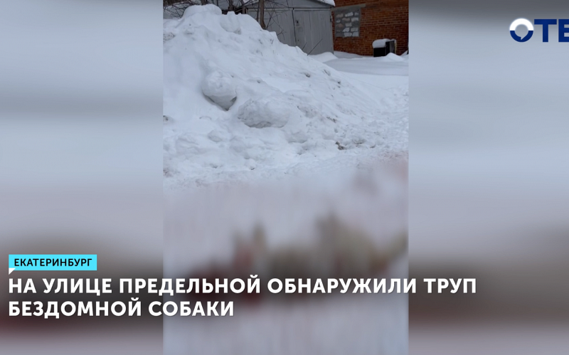 Зоозащитники сообщили о жестоком убийстве собаки в Совхозном