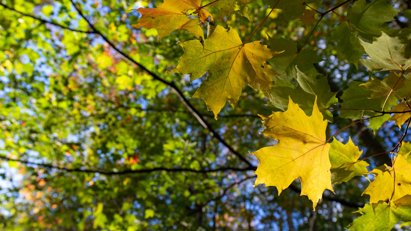 Штрафы до 700 000 рублей за отказ от вырубки американского клёна будут платить россияне