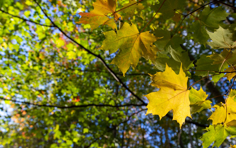 Штрафы до 700 000 рублей за отказ от вырубки американского клёна будут платить россияне