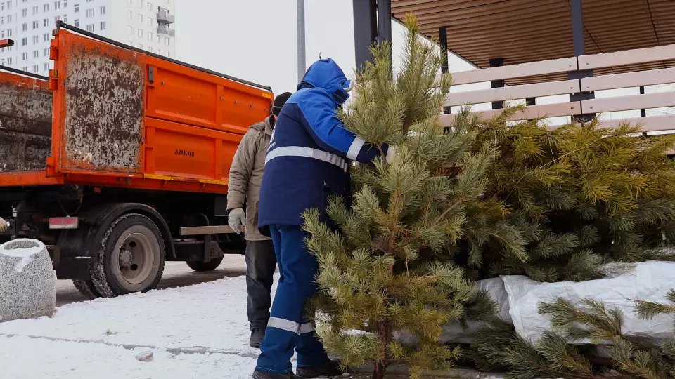 5 000 новогодних ёлок вывезли с контейнерных площадок Свердловской области