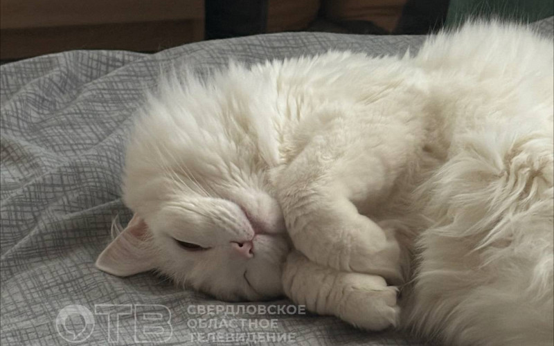 Девушка из Красноярска не смогла отсудить кота у бывшего