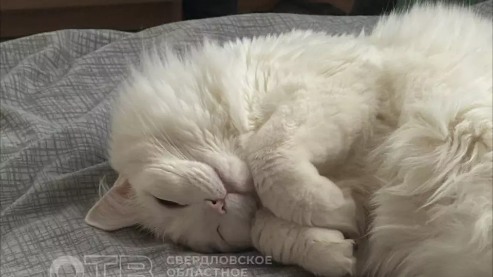 Девушка из Красноярска не смогла отсудить кота у бывшего