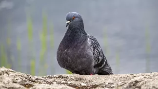 Увлечение голубями в России: от массового спорта до угасающего хобби