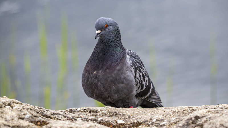 Увлечение голубями в России: от массового спорта до угасающего хобби