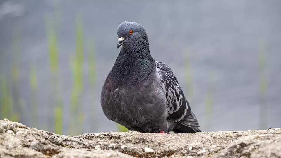 Увлечение голубями в России: от массового спорта до угасающего хобби