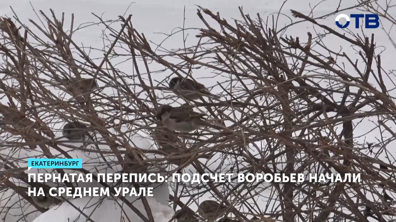 В Екатеринбурге подсчитают домовых и полевых воробьёв для оценки экологии