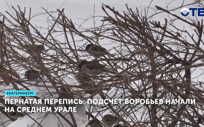В Екатеринбурге подсчитают домовых и полевых воробьёв для оценки экологии