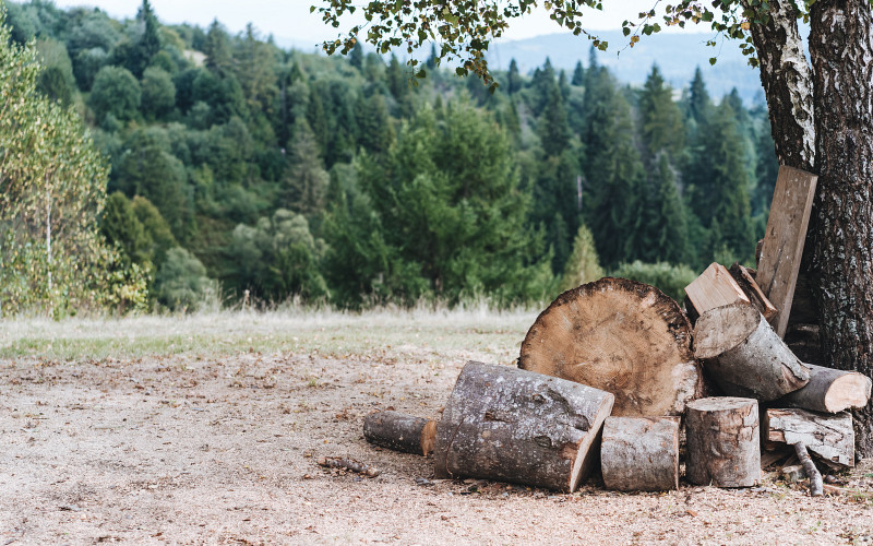 Бывший сотрудник лесничества осуждён за продажу данных клиентов