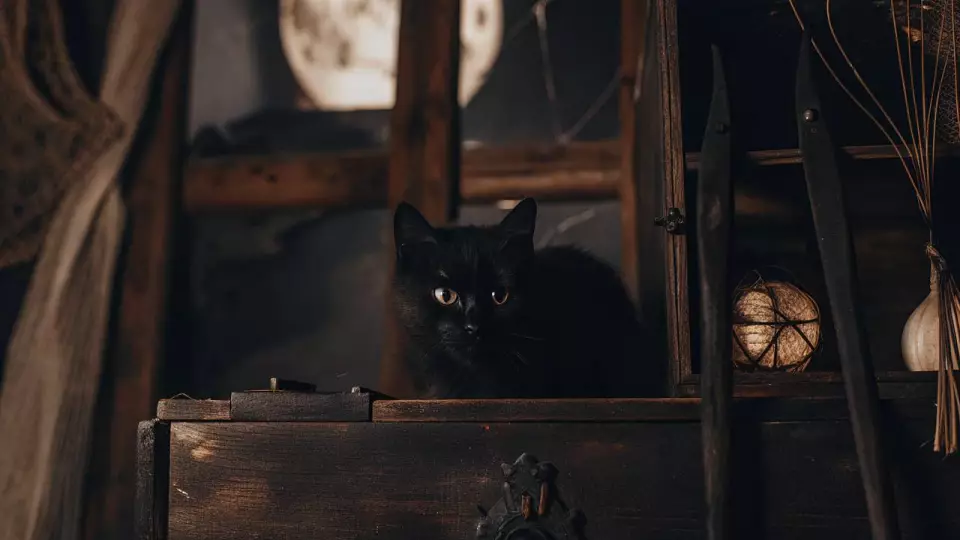 Почему люди верят в приметы: культуролог о пятнице 13‑е, черных кошках и силе самовнушения