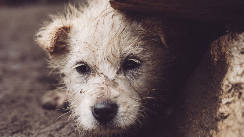 Московская фирма бросила контракт по отлову собак в Каменске-Уральском