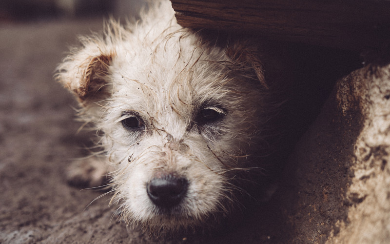 Московская фирма бросила контракт по отлову собак в Каменске-Уральском