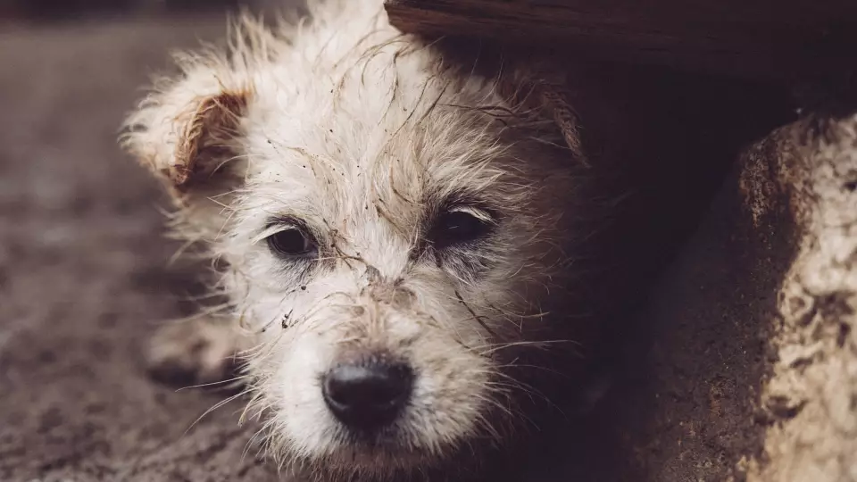 Московская фирма бросила контракт по отлову собак в Каменске-Уральском