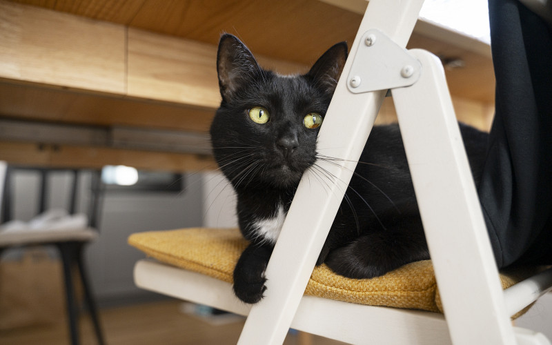 Друзья погибшего на Ладоге лыжника разыскивают его осиротевшего кота