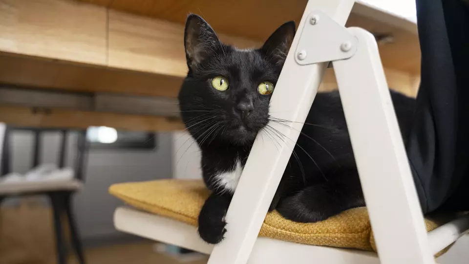 Друзья погибшего на Ладоге лыжника разыскивают его осиротевшего кота