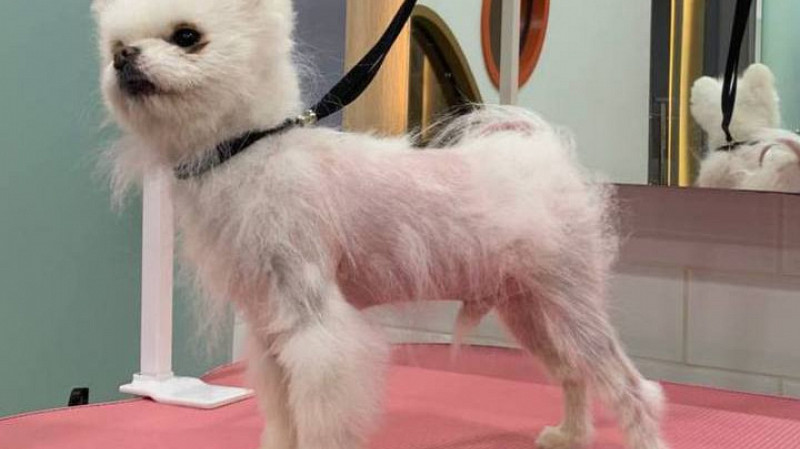 Свердловская компания разработала средство от облысения животных